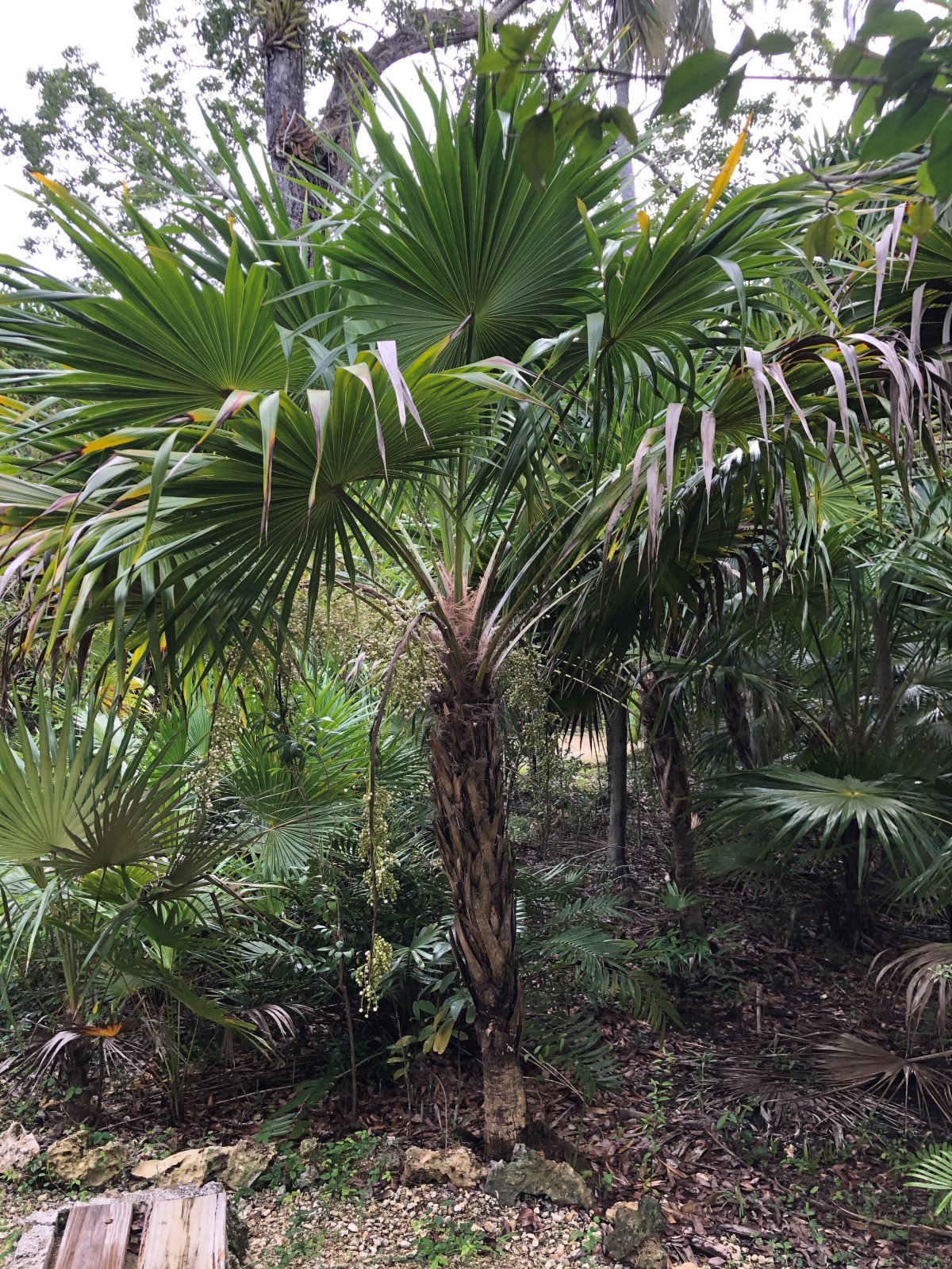 image of a Bull Thatch plant as part of the national tree planting (NTP) initiative led by the Cayman Islands Government under the MSCRW.